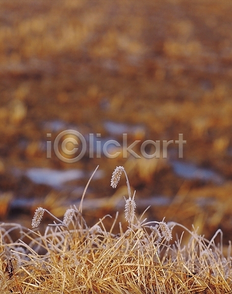 사람없음 JPG 포토 강아지풀 건초 겨울 계절 서리 식물 야외 입동 주간 초원(자연) 풀(식물) 풍경(경치)