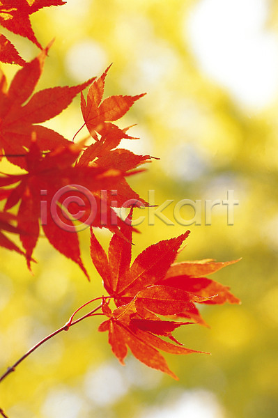 사람없음 JPG 아웃포커스 포토 가을(계절) 가을풍경 계절 나무 나뭇잎 노란색 단풍 단풍나무 빨간색 식물 야외 잎 자연 주간 컬러