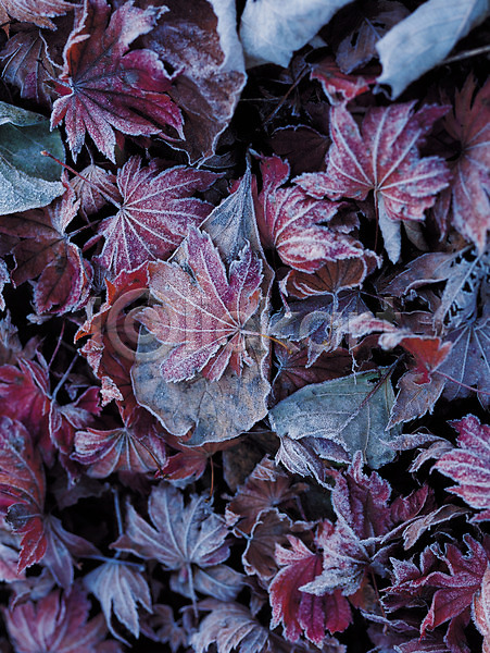 사람없음 JPG 아웃포커스 포토 가을(계절) 가을풍경 겨울 계절 나뭇잎 낙엽 단풍 단풍나무 서리 식물 입동 잎 자연