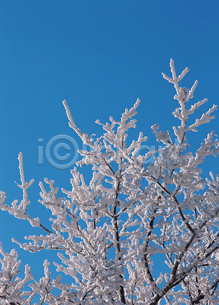 사람없음 JPG 포토 겨울 계절 나무 나뭇가지 눈(날씨) 눈꽃 설경 식물 쌓기 야외 주간 풍경(경치) 하늘