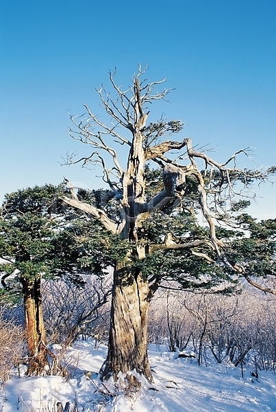 사람없음 JPG 포토 겨울 겨울산 계절 그림자 나무 눈(날씨) 눈꽃 산 설경 식물 야외 주간 풍경(경치) 하늘