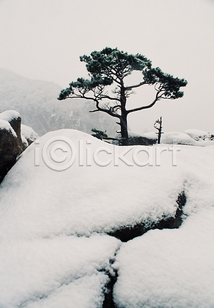 사람없음 JPG 포토 겨울 겨울산 계절 나무 날씨 눈(날씨) 눈내림 돌(바위) 바위(돌) 산 설경 소나무 식물 쌓기 야외 자연 자연현상 주간 풍경(경치)