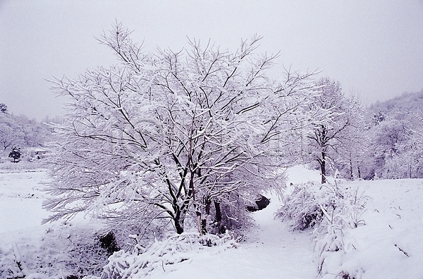 사람없음 JPG 포토 겨울 겨울산 계절 나무 눈(날씨) 눈꽃 대설 밭 산 설경 설원 식물 야외 자연 주간 풍경(경치)
