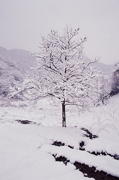 사람없음 JPG 포토 겨울 겨울산 계절 나무 눈(날씨) 눈꽃 대설 산 설경 설원 식물 야외 자연 주간 풍경(경치)