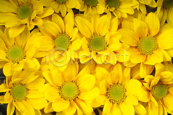 사람없음 JPG 포토 가을꽃 국화 꽃 노란색 백그라운드 스튜디오촬영 식물 여러송이 자연