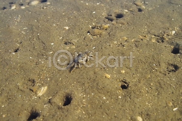 사람없음 JPG 포토 갯벌 게 구멍 모래 바다 바닷게 백그라운드 섬 야외 자연 제부도 조약돌 주간 풍경(경치) 해변