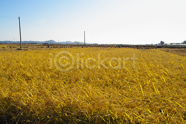 사람없음 JPG 포토 곡류 논 농업 농촌 백그라운드 벼 시골 식물 쌀 야외 자연 주간 풍경(경치) 하늘