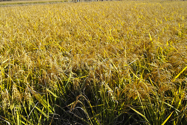 사람없음 JPG 포토 곡류 논 농업 농촌 배경화면 백그라운드 벼 시골 식물 쌀 야외 자연 주간 풍경(경치)