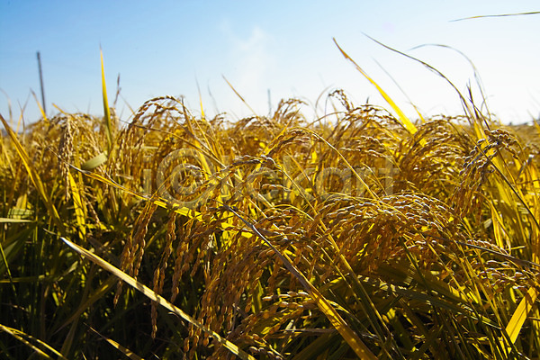 사람없음 JPG 포토 곡류 논 농업 농촌 백그라운드 벼 시골 식물 쌀 야외 자연 주간 풍경(경치) 하늘