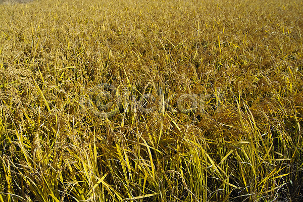 사람없음 JPG 포토 곡류 논 농업 농촌 백그라운드 벼 시골 식물 쌀 야외 자연 주간 풍경(경치)