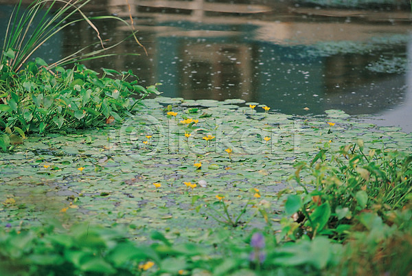 사람없음 JPG 포토 하이앵글 강 백그라운드 식물 야외 연꽃(꽃) 연못 연잎 잎 자연 주간 풍경(경치) 해외풍경 호수