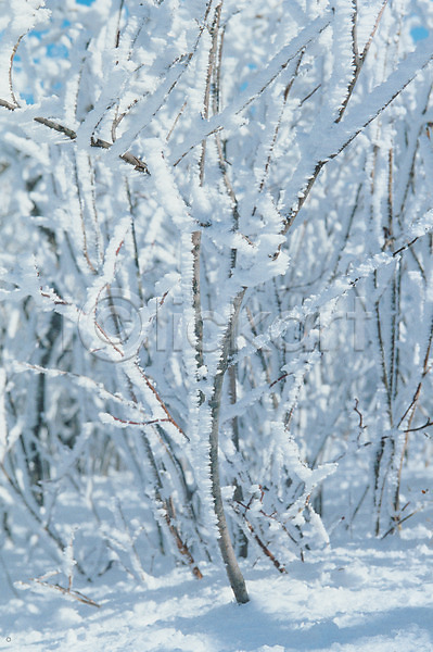 사람없음 JPG 근접촬영 포토 겨울 계절 나무 눈(날씨) 눈꽃 백그라운드 사계절 산 설경 식물 야외 자연 자연현상 주간 흰색