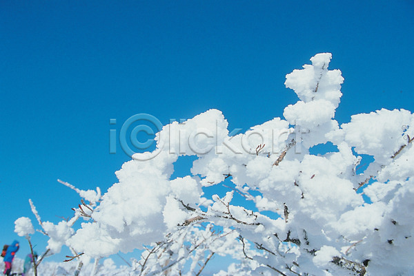사람없음 JPG 근접촬영 포토 겨울 계절 나무 눈(날씨) 눈꽃 백그라운드 사계절 산 설경 식물 야외 자연 자연현상 주간 흰색