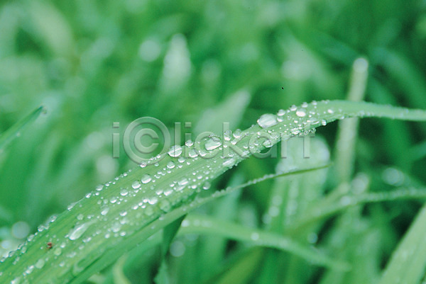 사람없음 JPG 근접촬영 포토 하이앵글 물 물방울 백그라운드 식물 야외 연두색 자연 잡초 주간 초록색 풀(식물)