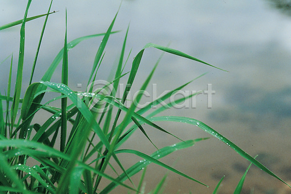 사람없음 JPG 근접촬영 포토 하이앵글 물 물방울 백그라운드 식물 야외 연두색 자연 잡초 주간 초록색 풀(식물) 화초