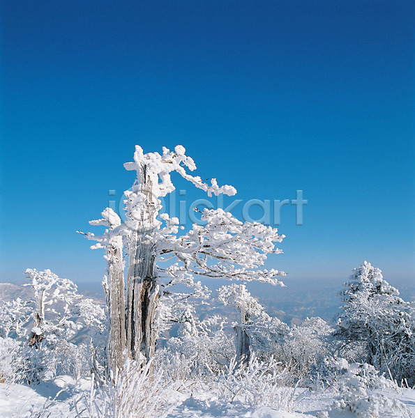 사람없음 JPG 로우앵글 포토 겨울 계절 나무 눈(날씨) 눈꽃 백그라운드 사계절 산 설경 식물 야외 자연 자연현상 주간 풍경(경치) 하늘 흰색