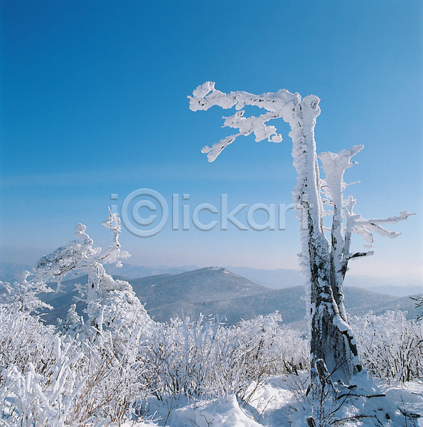 사람없음 JPG 로우앵글 포토 겨울 계절 나무 눈(날씨) 눈꽃 배경화면 백그라운드 사계절 산 설경 식물 야외 자연 자연현상 주간 풍경(경치) 하늘 흰색
