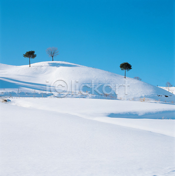 사람없음 JPG 로우앵글 포토 겨울 계절 나무 눈(날씨) 배경화면 백그라운드 사계절 산 설경 식물 야외 자연 자연현상 주간 풍경(경치) 하늘 흰색