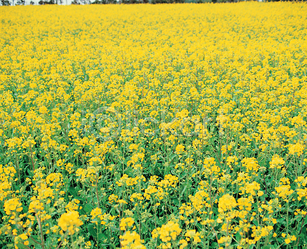 사람없음 JPG 포토 꽃 꽃밭 노란색 백그라운드 봄꽃 식물 야외 여러송이 유채 자연 주간