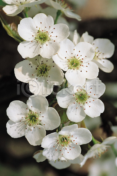 사람없음 JPG 근접촬영 포토 꽃 꽃나무 배꽃 배나무 봄꽃 식물 야외 여러송이 자연 주간 흰색