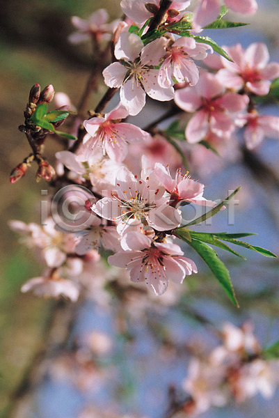 사람없음 JPG 포토 꽃 꽃나무 나뭇가지 복사꽃 분홍색 식물 야외 여러송이 주간
