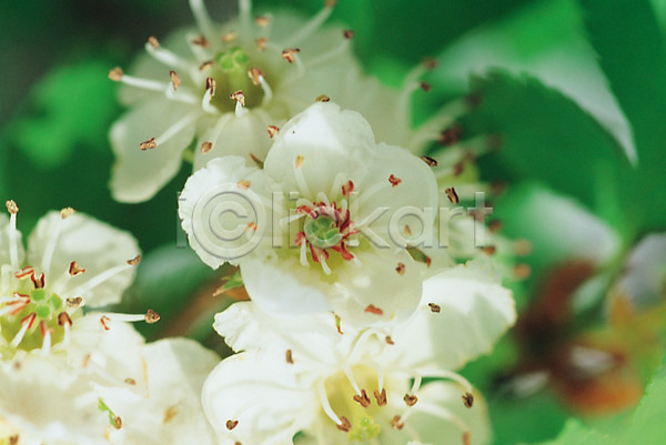 사람없음 JPG 근접촬영 포토 꽃 나무 배꽃 봄꽃 산사나무 산사나무꽃 식물 아가위나무 여러송이 자연 흰색