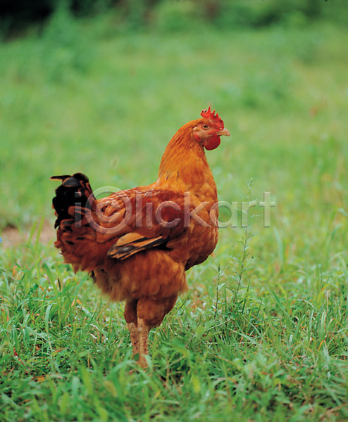 사람없음 JPG 근접촬영 포토 가축 닭 동물 식물 야외 조류 주간 척추동물 초원(자연) 풀(식물)