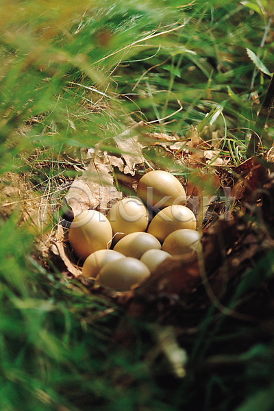 사람없음 JPG 포토 계란 꿩알 낙엽 동물 둥지 숲 숲속 알 야생동물 야외 여러개 자연 조류 주간 척추동물 풀(식물)