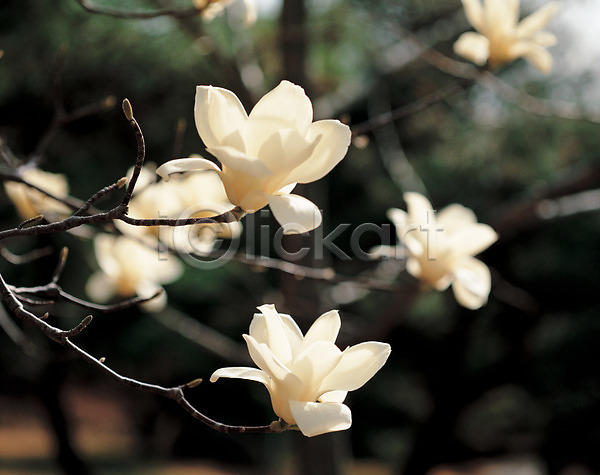 사람없음 JPG 포토 꽃 꽃나무 나무 나뭇가지 목련 목련나무 봄꽃 식물 야외 여러송이 자연 주간 흰색