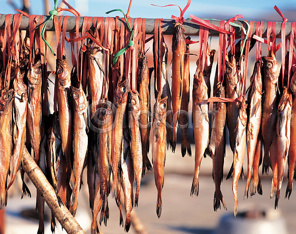 건조 사람없음 JPG 포토 명태 산업 식재료 야외 어류 어업 어패류 음식 주간 줄 황태