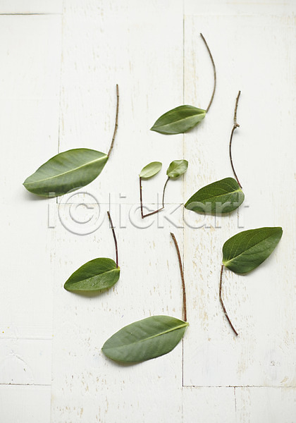사람없음 JPG 포토 백그라운드 스튜디오촬영 식물 실내 음표 잎