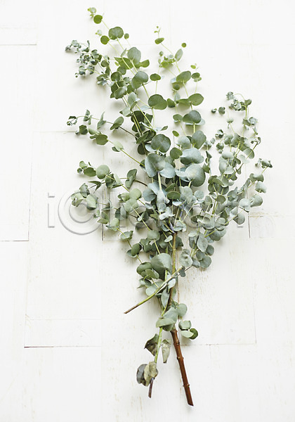 사람없음 JPG 포토 나뭇가지 백그라운드 스튜디오촬영 식물 실내 유칼립투스 잎