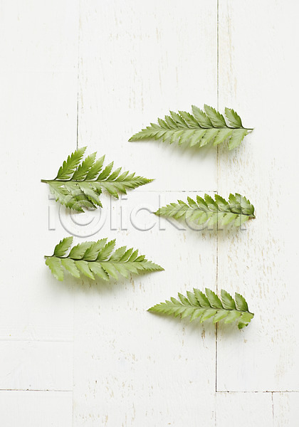 사람없음 JPG 포토 노무라 백그라운드 스튜디오촬영 식물 실내 잎