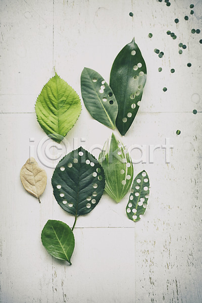 사람없음 JPG 포토 나뭇잎 백그라운드 스튜디오촬영 식물 실내 잎 자연