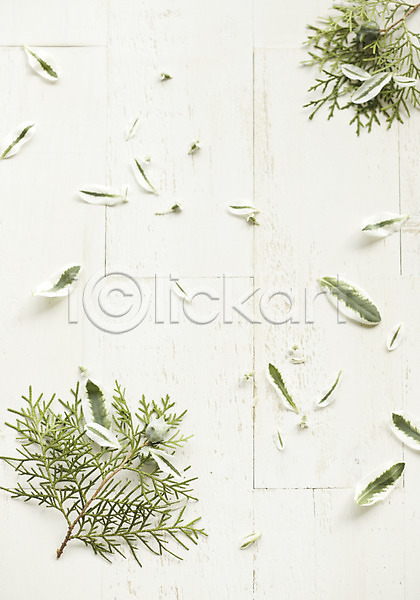 사람없음 JPG 포토 백그라운드 스튜디오촬영 식물 실내 잎 편백잎
