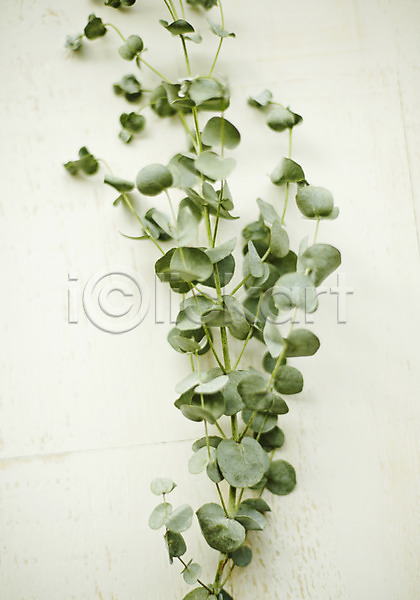 사람없음 JPG 포토 백그라운드 스튜디오촬영 식물 실내 유칼립투스 잎 자연