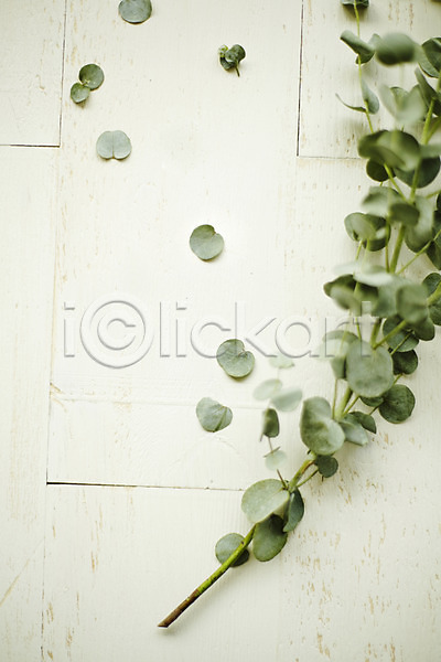 사람없음 JPG 포토 백그라운드 스튜디오촬영 식물 실내 유칼립투스 잎 자연