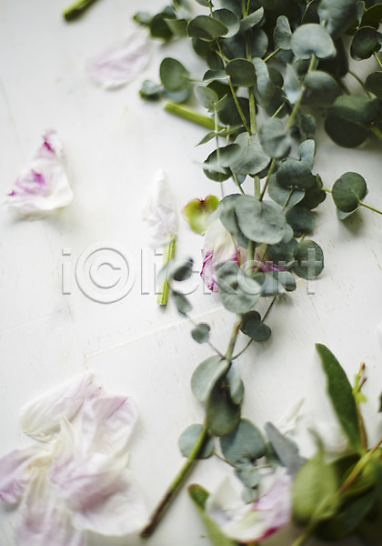 사람없음 JPG 포토 꽃 꽃잎 백그라운드 스튜디오촬영 식물 실내 유칼립투스 잎