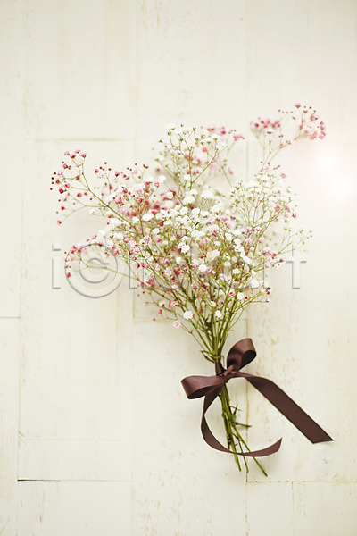 사람없음 JPG 포토 꽃 꽃다발 리본 백그라운드 스튜디오촬영 식물 실내 안개꽃