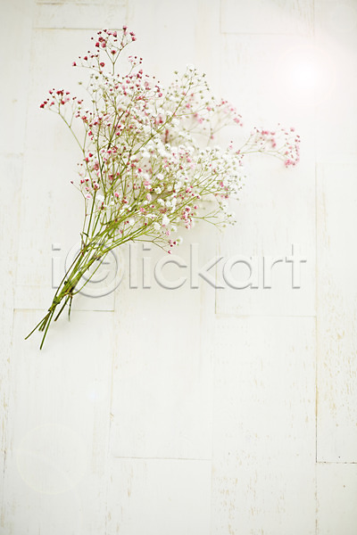 사람없음 JPG 포토 꽃 백그라운드 스튜디오촬영 식물 실내 안개꽃 잎