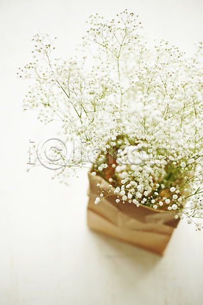 사람없음 JPG 포토 꽃 백그라운드 스튜디오촬영 식물 실내 안개꽃