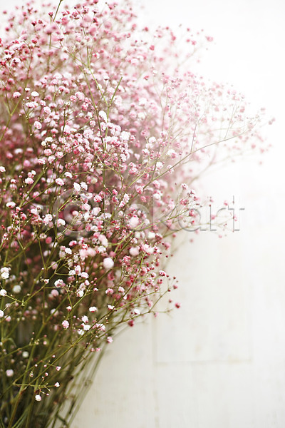 사람없음 JPG 근접촬영 포토 꽃 백그라운드 뿌연 스튜디오촬영 식물 실내 안개꽃