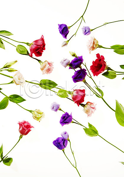 사람없음 JPG 포토 꽃 백그라운드 스튜디오촬영 식물 실내 역광 잎 장미