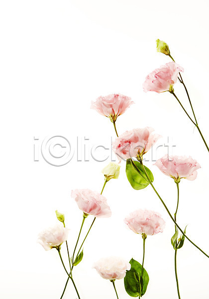 사람없음 JPG 포토 꽃 리시안셔스 백그라운드 스튜디오촬영 식물 실내 역광 잎