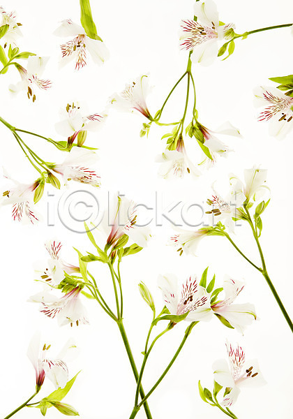 사람없음 JPG 포토 꽃 백그라운드 스튜디오촬영 식물 실내 알스트로메리아 역광 잎