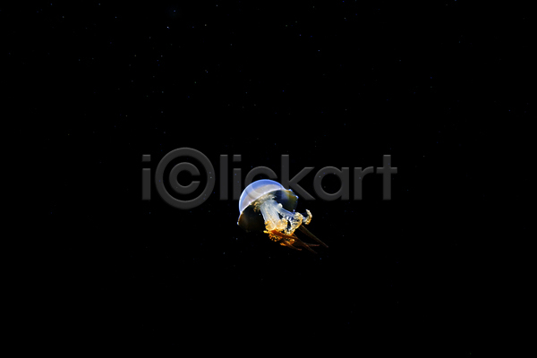 사람없음 JPG 포토 해외이미지 바닷속 수중동물 자포동물 한마리 해외202004 해파리