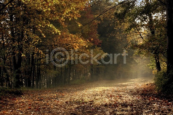 고요 산책 사람없음 JPG 포토 해외이미지 가을(계절) 건강 길 나무 내추럴 방법 숲 시간 야외 오렌지 잎 자국 자연 컬러풀 하이킹 해외202004 햇빛 황금 휴가