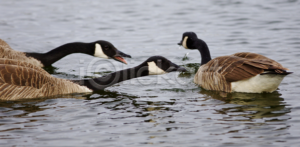 사람없음 JPG 포토 해외이미지 갈색 강 거위 검은색 고립 그림 놀람 백그라운드 수영 캐나다 해외202004 해외포토 호수 회색 흰색