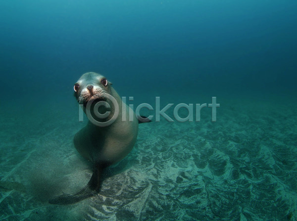 호기심 사람없음 JPG 포토 해외이미지 동물 모래 물 물개 물결 바다 소금물 수중 파란색 포유류 한마리 해외202004