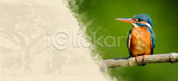 축하 사람없음 JPG 일러스트 템플릿 포토 해외이미지 공백 꼬리표 나무 동물 디자인 레이아웃 물총새 미술 배너 백그라운드 복고 비즈니스 사파리 세트 수집 수확 스타일 신용카드 아프리카 야생동물 여행 옛날 우주 인쇄 자연 장식 조류 종이 찢어짐 추상 컨셉 텍스트 파란색 패턴 포스터 프레임 해외202004 해외포토 휴가